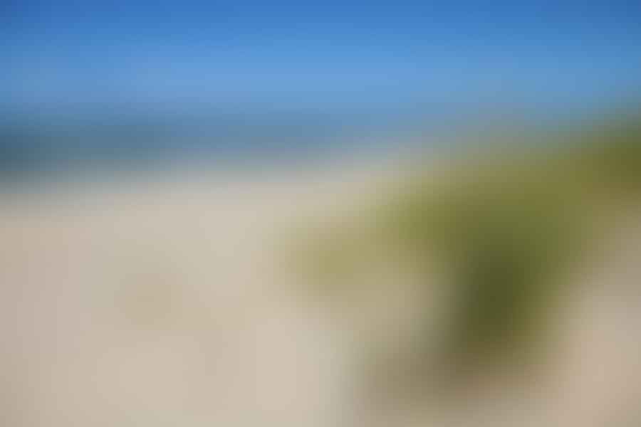 Beautiful beach dune with vegetation