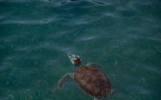 What are the consequences of driving on the beach during turtle nesting season?